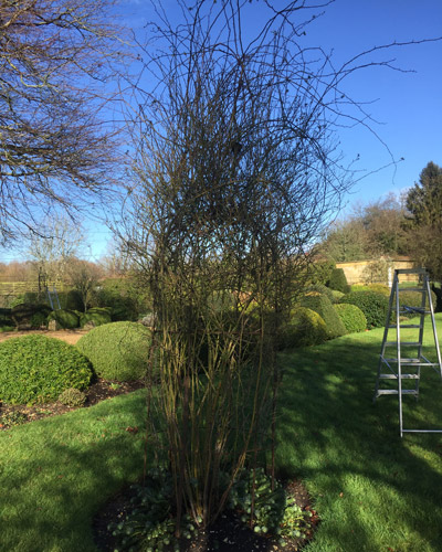 Tall, overgrown rose canes awaiting pruning in a formal garden with shaped box hedges under a clear sky