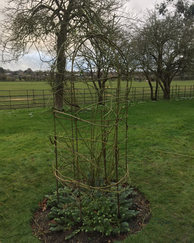 Neatly pruned rose canes in a formal garden, revealing a tidier structure among shaped box hedges