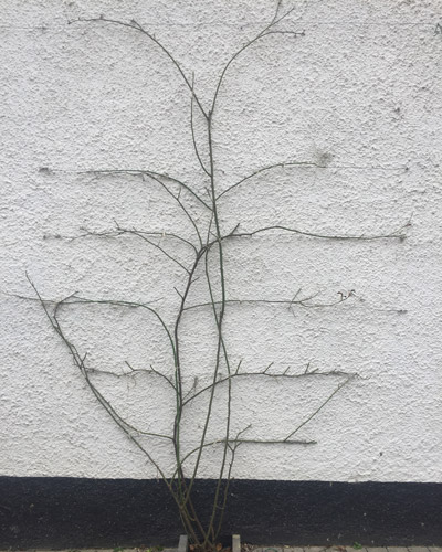 Neatly pruned climbing rose canes on a white wall, awaiting new growth and future blooms