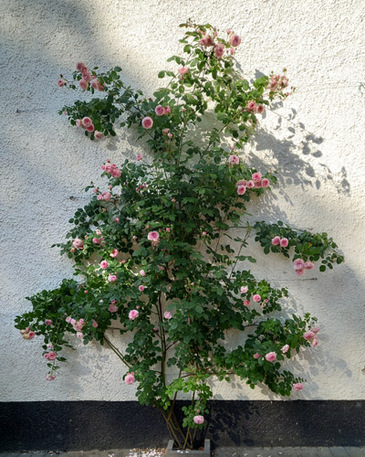 Abundantly blooming pink climbing roses on a white wall, showcasing the result of careful pruning