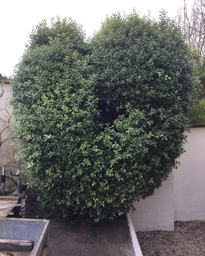 Overgrown topiary shrub with a heart-like shape, awaiting pruning for a more defined form