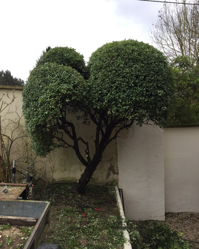 Neatly trimmed topiary with distinct spherical crowns, revealing a tidy trunk after careful pruning