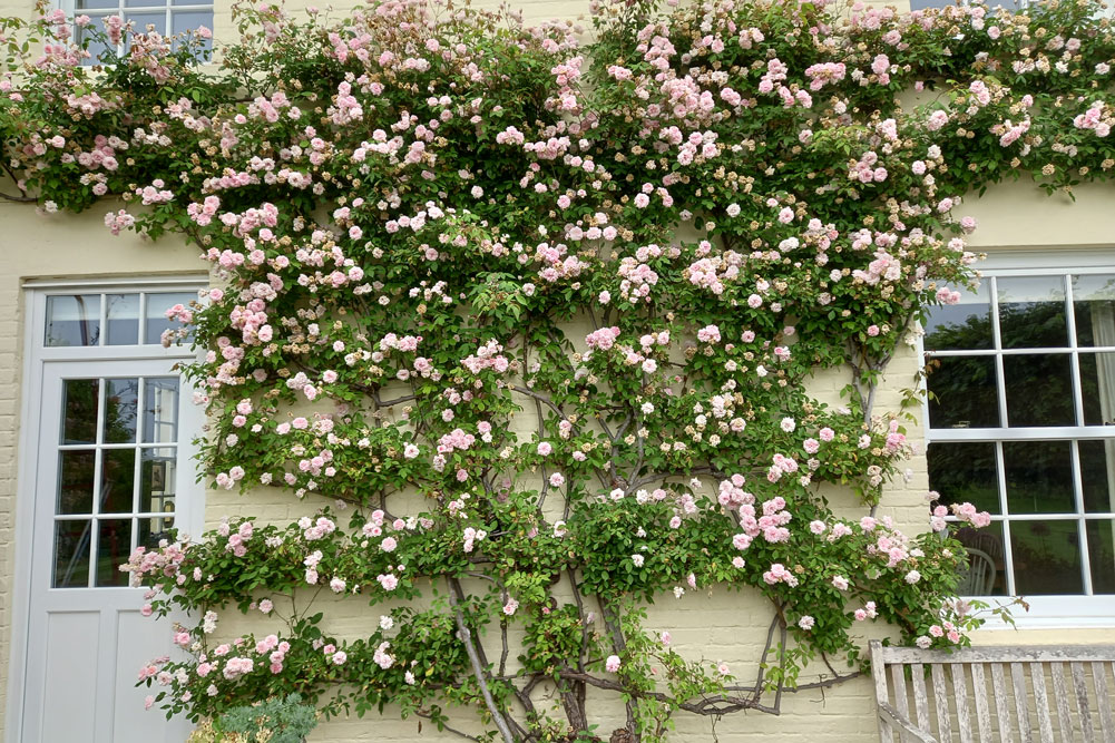 Climbing pink roses on a cream cottage façade with white windows, showcasing lush summer blooms