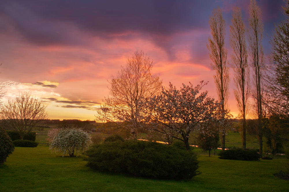 Sunset sky with pink and orange hues over blooming orchard trees and tall poplars in the countryside