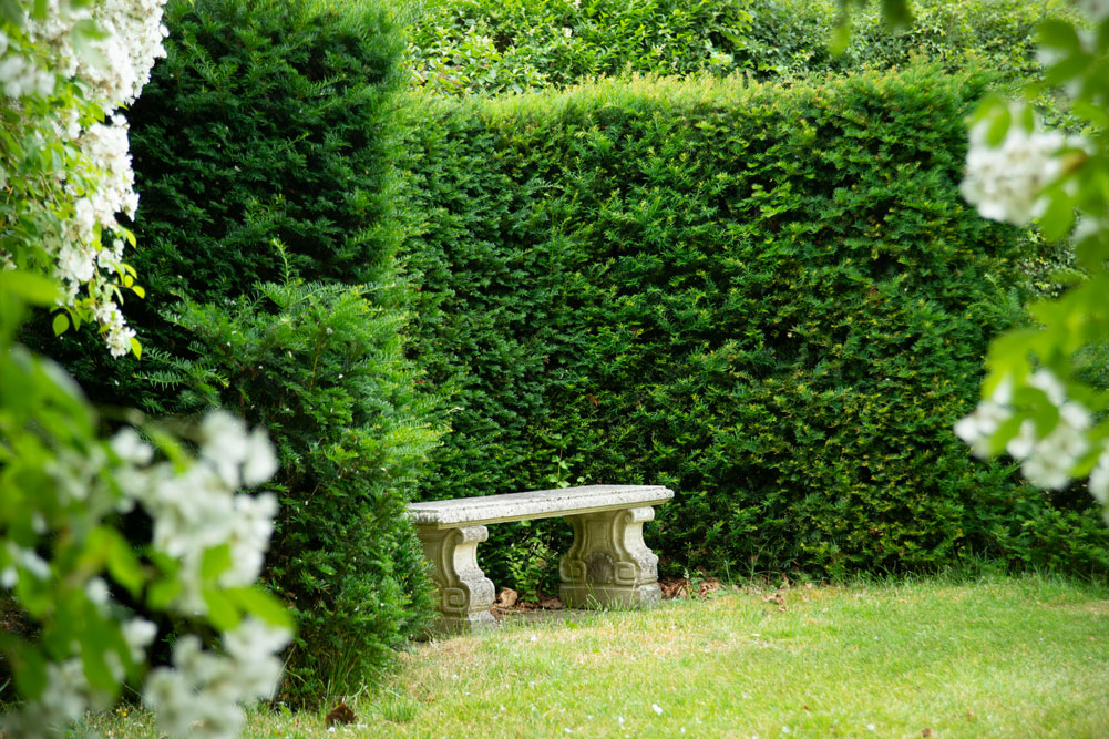 Stone bench in a secluded garden corner, surrounded by lush green hedges and blooming white flowers