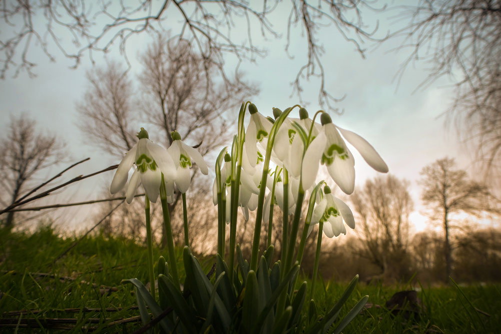 Close-up of white snowdrops blooming in early spring grass, framed by bare trees and a soft dawn sky