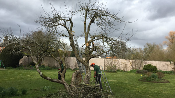 Garden worker performing winter pruning on an old apple tree with ladders in a walled orchard