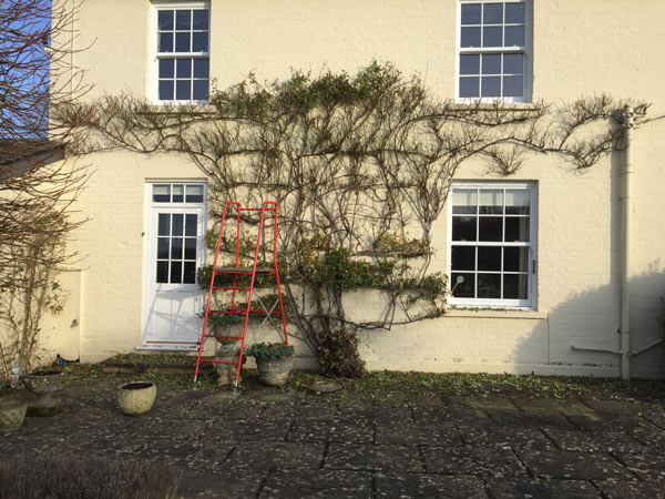 Climbing 'Cecil Brunner' rose on a house façade, red ladder for pruning, potted plants on a stone patio