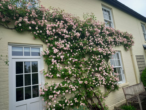 Climbing pink 'Cecil Brunner' rose in full bloom along a house façade, with a wooden bench in front.