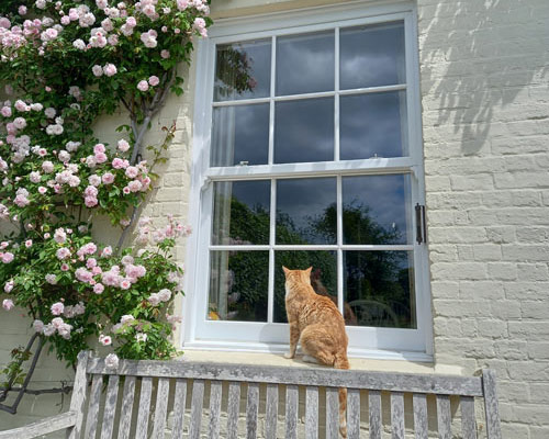 Pink climbing roses around a white window with a ginger cat perched on the sill, highlighting specialized rose care