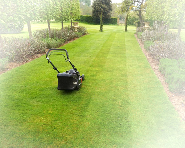 Striped lawn with a push mower in a formal garden, lined by trimmed lavender and hedges