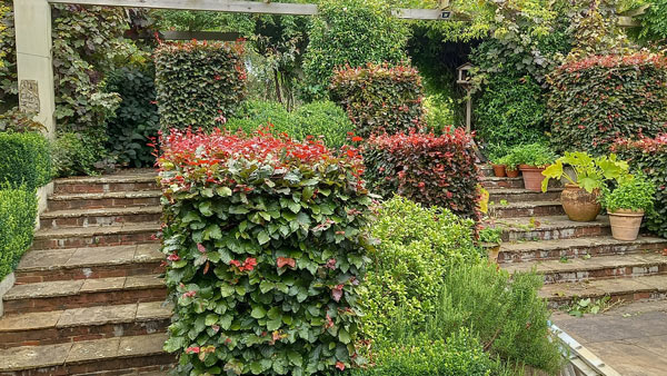 Expert pruning and trimming for neatly shaped hedges in a well-maintained garden