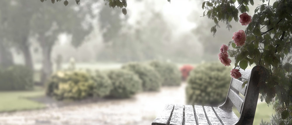 A peaceful garden bench surrounded by greenery and blooming pink roses on a rainy day