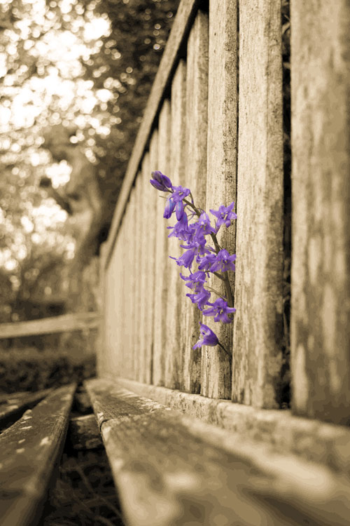 Close-up of a purple woodland flower blooming through an old wooden bench in a tranquil garden